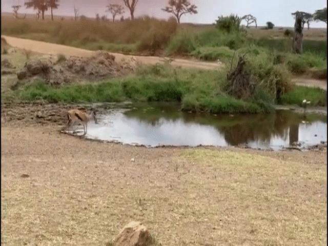 Video: Nhanh chân ”bẻ lái”, linh dương khiến sư tử ngỡ ngàng
