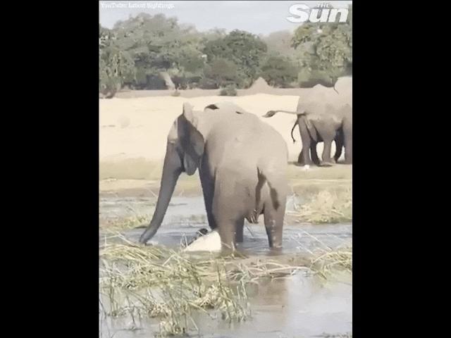 Video: Cá sấu rình rập voi con, bị voi mẹ nổi giận hành hạ đến chết
