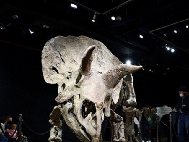 Đại gia ẩn danh chi 175 tỷ đồng mua hóa thạch khủng long 66 triệu tuổi