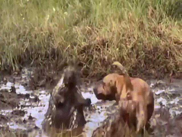 Video: Chó Pitbull bị gai găm đầy mặt khi ”tử chiến” với nhím trong vũng bùn