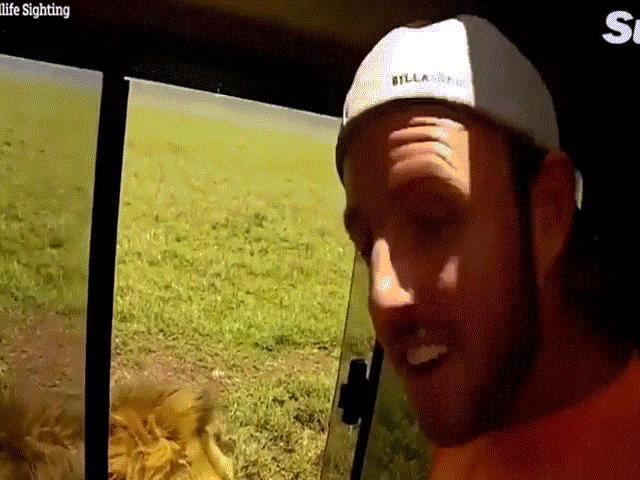 Video: Liều mạng mở cửa xe tham quan chạm vào sư tử