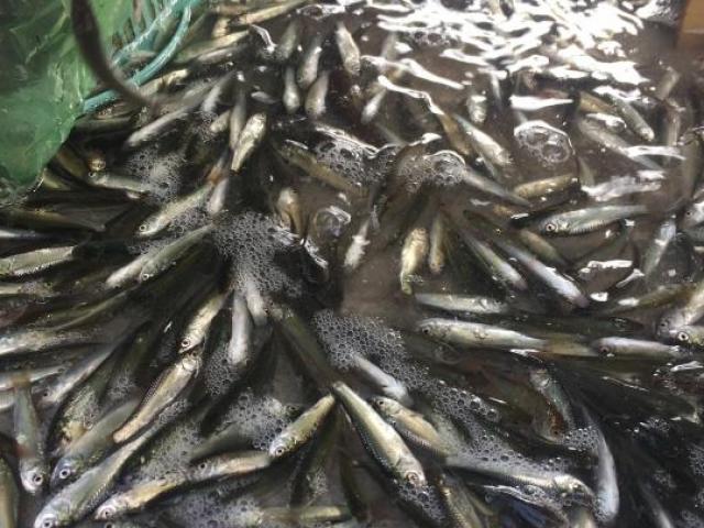 Loại cá ở Việt Nam xưa rẻ như cho giờ ”đổi đời”, thành đặc sản 200.000 đồng/kg bán hốt bạc