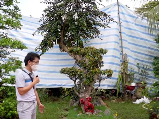 Ngắm cây vú sữa dáng rồng ”cổ quái” độc nhất Việt Nam, vợ chồng chủ nhân định giá 3 tỷ