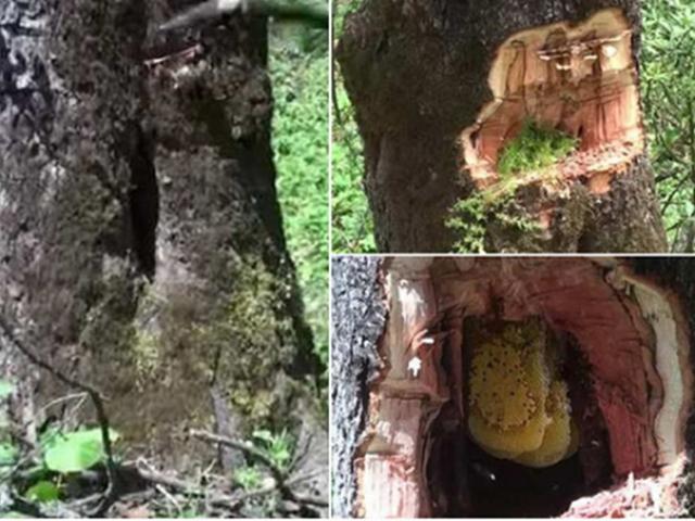 Thấy cây cổ thụ có vết nứt kỳ lạ, người đàn ông ”vớ bẫm” khi phát hiện chất lỏng bên trong