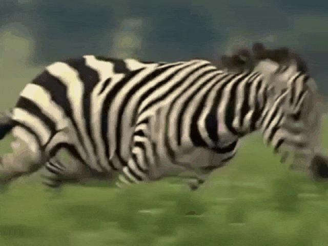 Ngựa vằn nổi điên tấn công báo săn vì bị... ”trêu chọc” quá đà