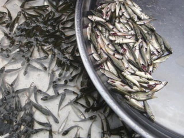 Loại cá nhỏ ở Việt Nam trước giá rẻ bèo, nay thành đặc sản khách tranh mua