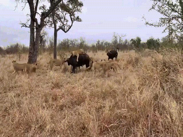 Video: Trâu rừng ”lao như điên” giải cứu đồng loại khỏi bầy sư tử