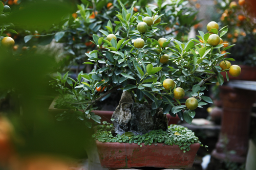 Rộ thú chơi quất bonsai: Cây “tí hon” giá hàng triệu - 16