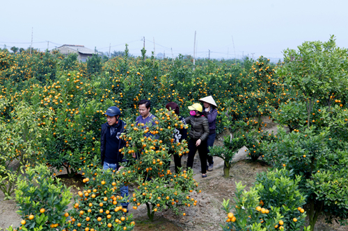 Chị Lan - một chủ vườn quất cho biết, quất năm nay được mùa, giá quất cũng không quá cao so với mọi năm. Các cây quất đẹp thường có giá rất cao từ 1,6 triệu đồng – 10 triệu đồng/cây, tùy vào từng thế cây, hoa, lộc, quả.