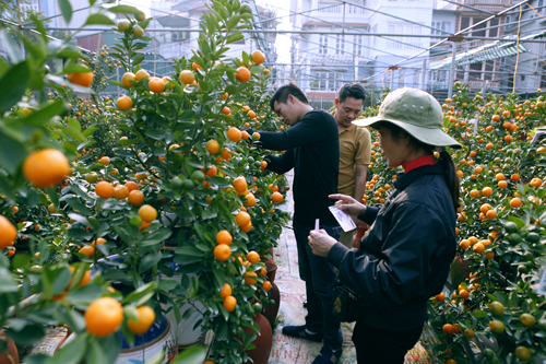 Giá cho một cây rẻ nhất cũng lên đến tiền triệu, nhiều cây có thế đẹp có thể lên đến gần 20 triệu. Những loại quất cảnh này rất thích hợp cho những nhà có phòng khách nhỏ


Trên đường Lạc Long Quân, hàng trăm cây đào &#34;khủng&#34; có giá cao đã được bày bán.