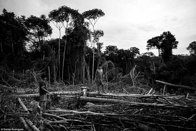 Aparyta và Hemokoma&#39;a khảo sát thiệt hại gây ra bởi lâm tặc trên đất của họ. Chính phủ Brazil đang nỗ lực để giúp đỡ và bảo vệ người Awa.