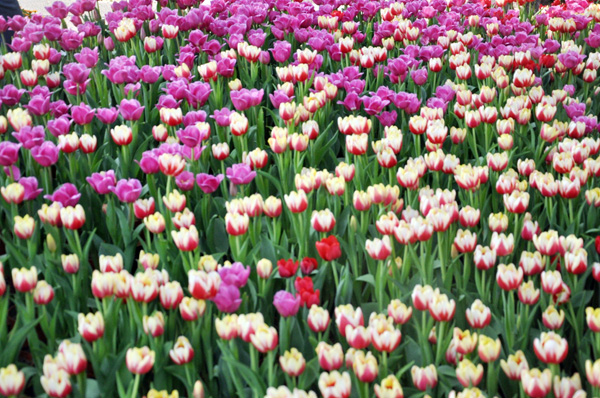 Khu vực hoa tulip được nhiều bạn trẻ lựa chọn để ghi lại những khoảnh khắc đẹp.