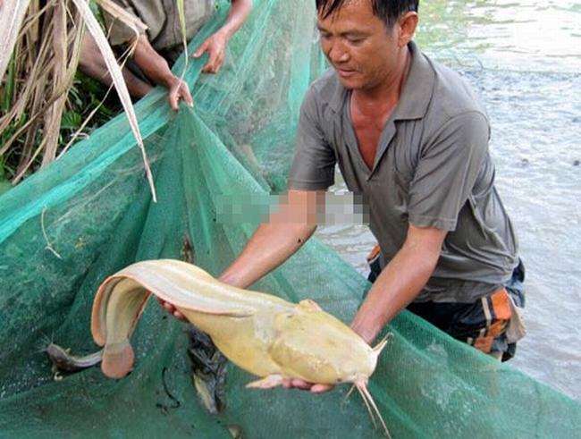 Con cá này thuộc sở hữu của gia đình bạn Trần Hữu Phước, sống tại Quận Bình Thủy, Cần Thơ. Những con cá trê thông thường có da trơn, màu đen hoặc nâu đen, trọng lượng khoảng 0,5 đến 1kg. Vậy mà con cá trê này da vàng lạ thường và nặng tới 6,8kg.