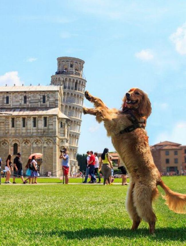 Chú chó chống cho tháp nghiêng Pisa khỏi đổ.