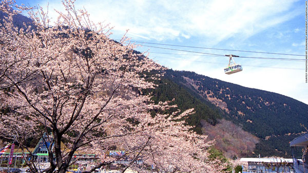 Cáp treo Kintetsu Beppu ở Oita. Tuyến cáp treo này có thể chở 101 hành khách lên đỉnh núi Tsurumi cao 1.375 m trong 10 phút. Đối với những ai không thích leo bộ đường dài, cáp treo là phương tiện lý tưởng giúp họ lên đỉnh núi chiêm ngưỡng khung cảnh lộng lẫy vào mùa xuân, khi hơn 2.000 cây anh đào nở hoa.