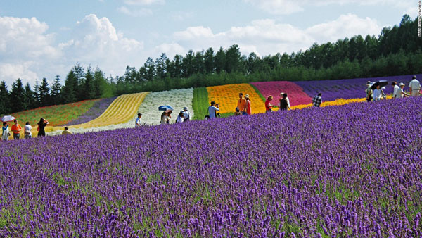 Trang trại hoa oải hương ở Hokkaido. Thiên đường hoa oải hương với đủ sắc màu rực rỡ và hương thơm ngát chắc chắn sẽ hớp hồn du khách.