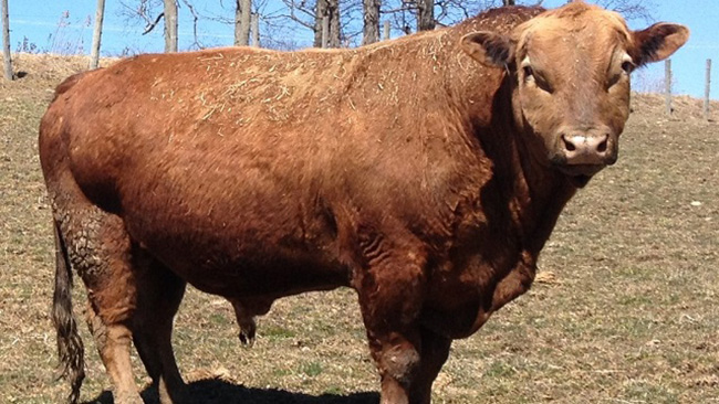 Beefalo&nbsp;là tên của con&nbsp;lai giữa bò nuôi và bò rừng Mỹ. thịt của&nbsp;beefalo&nbsp;chứa ít mỡ và cholesterol hơn so với thịt bò nuôi. Vì thế các chủ trang trại phương Tây đang đẩy mạnh chăn nuôi loài này nhằm tăng năng suất và lợi nhuận.&nbsp;