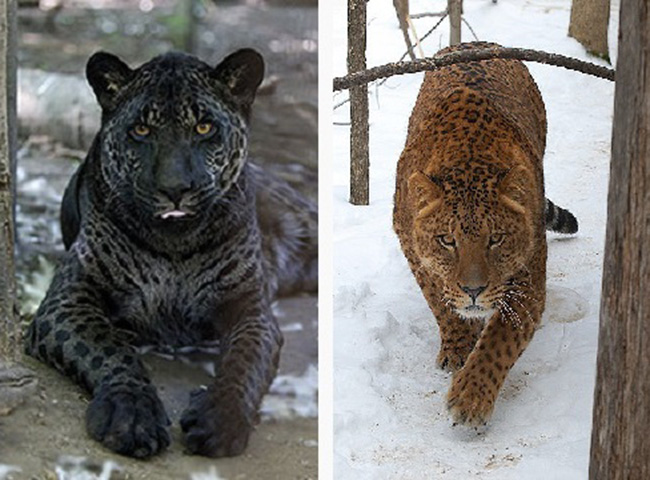 Jaglion là con lai giữa báo và sư tử.