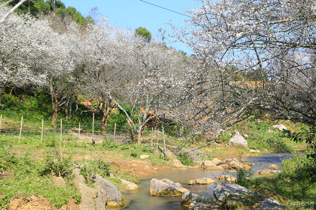 Lạc vào vườn mơ
