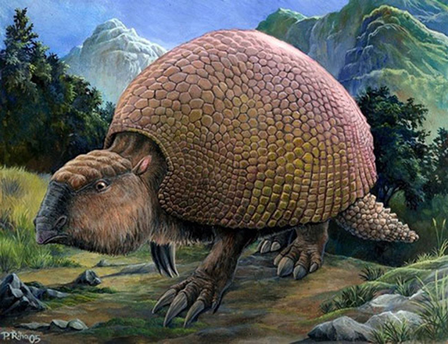 Nhìn giống khủng long nhưng loài Glyptodon thật ra có họ hàng với loài rùa hiện đại.