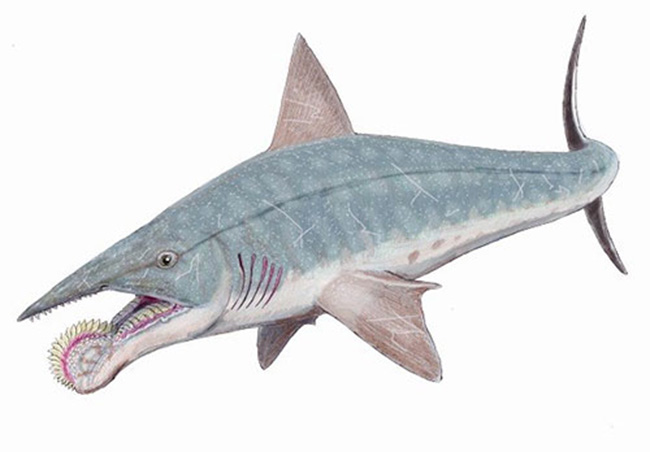 Helicoprion có hình dáng giống cá mập. Tuy nhiên, hàm răng của nó lại cuộn tròn vào giống như một lưỡi cưa máy.