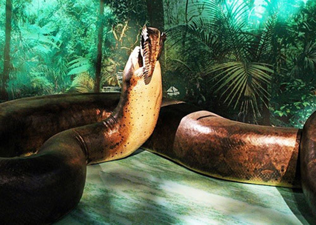 Titanoboa là loài rắn lớn nhất, nặng nhất và dài nhất mà con người từng biết tới. Chúng rất khỏe và thường dùng cơ bắp của mình để bóp chết con mồi.