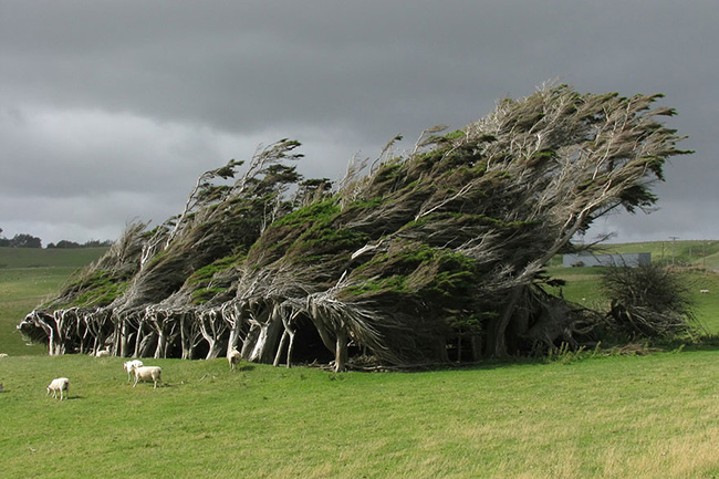 Cây xuôi bão ở Slope Point, phía Nam của New Zealand.&nbsp;