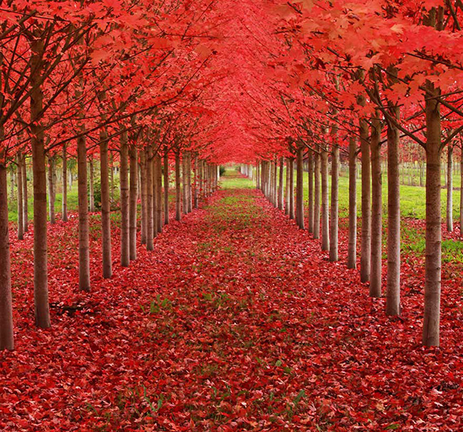 Hàng cây phong lá đỏ ở Oregon, Mỹ.