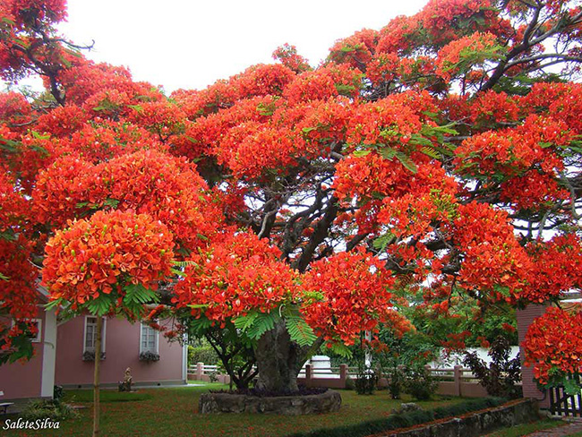 &nbsp;Cây phượng vĩ cổ thụ đỏ rực một góc trời&nbsp;ở Brazil.&nbsp;