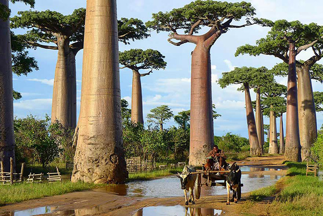 Cây baobab sừng sững ở&nbsp;Madagascar.