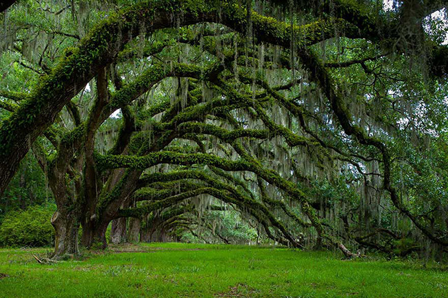 Đại lộ cây sồi ở&nbsp;Dixie Plantation, Nam Carolina, Mỹ. Thân cây mọc thành hình vòng cung tạo thành một đường hầm tuyệt đẹp.