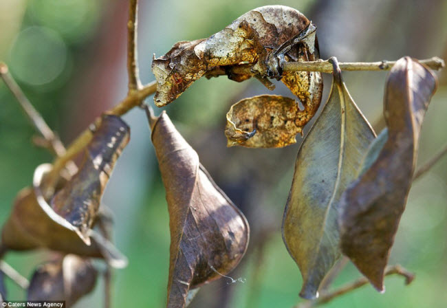 Tắc kè đuôi lá trông y hệt những chiếc lá khô.