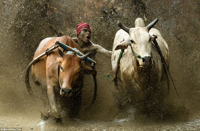 Lễ hội đua bò ở Padang, Indonesia, qua ống kính của bác sĩ Marcellian Tan.