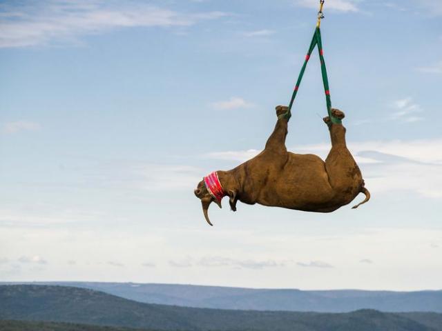 Tê giác Nam Phi 1 tấn “bay lên mây” để tránh săn trộm