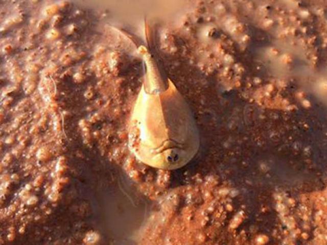 Tôm “hóa thạch sống” hồi sinh sau nhiều năm vùi sa mạc
