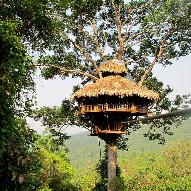 Du khách có cơ hội bắt gặp những loài vượn quý khi khám phá rừng nguyên sinh ở Lào trong 2 hoặc 3 ngày.