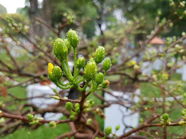 Những búp mai chuẩn bị nở hoa, khoe sắc vào những ngày cận Tết.