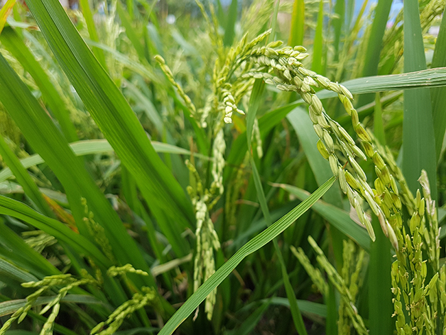 Hội hoa Xuân có khu vực dân gian trống những bông lúa thật đang xanh mơn mởn.