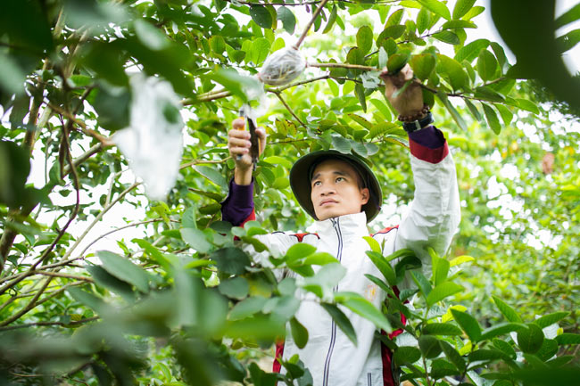 Lệ Rơi đã quá quen thuộc với các công đoạn chăm sóc vườn ổi từ cắt lá, tỉa cành cho đến bọc ổi...&nbsp;