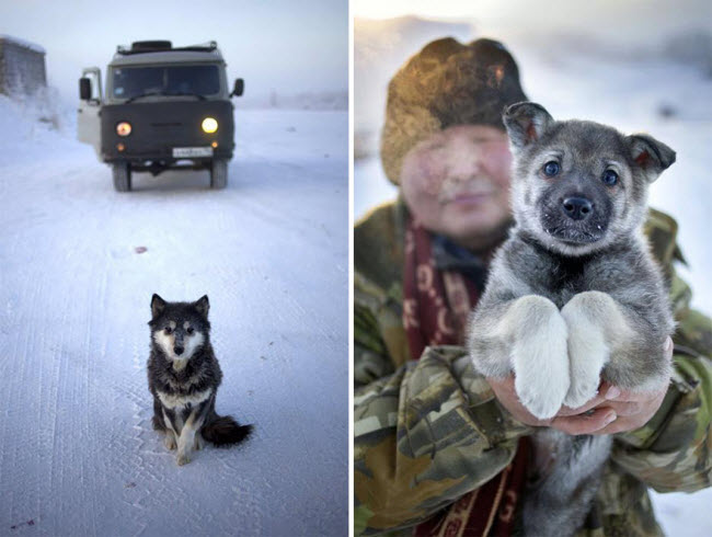 Chó là loài vật thân thiết của người dân sống ở&nbsp;Oymyakon.