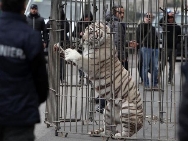 Cả thành phố Ý hỗn loạn khi hổ Siberia sổng chuồng ra phố