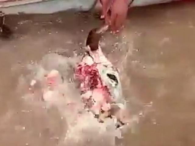 Video: Đàn cá “ăn thịt người” rỉa sạch đầu bò ở Amazon
