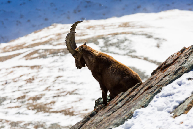 Dê núi Alpes tại Gornergrat.