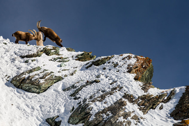 Dê núi Alpes tại Gornergrat.