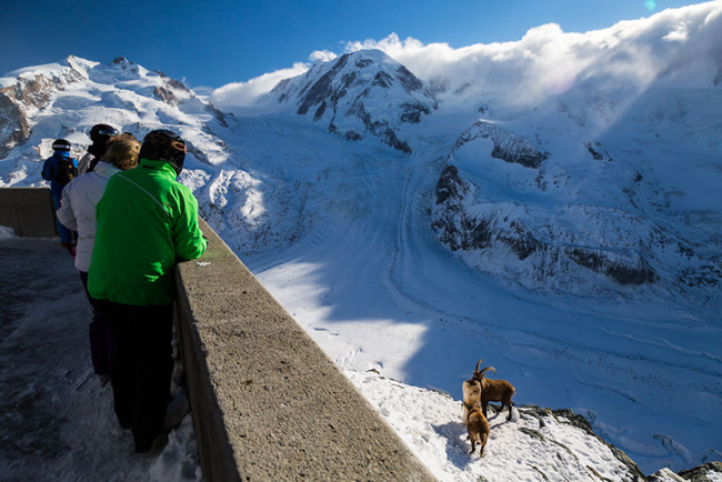 Du khách ngắm Dê núi Alpes tại Gornergrat.