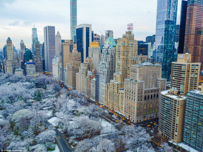 Sương muối bao phủ cây trong công viên giữa trung tâm khu Manhattan, New York.