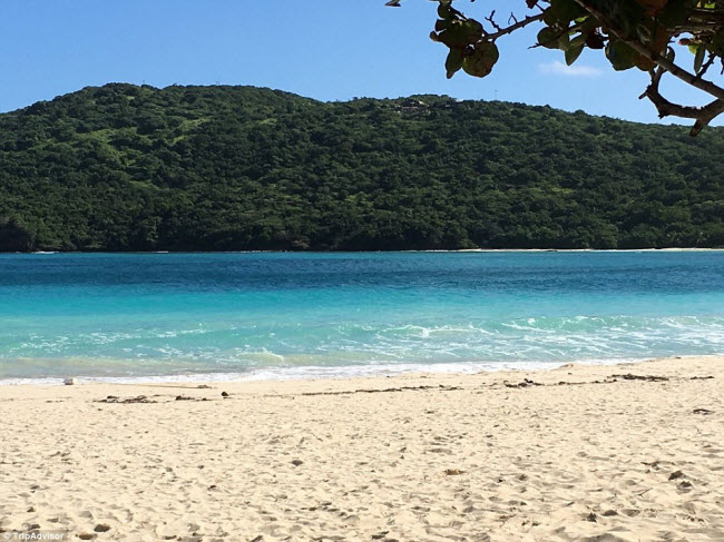 Những hàng cây trên bãi biển tại Isla ở ngoài khơi bờ biển Puerto Rico mang đến cho du khách trải nghiệm khó quên.