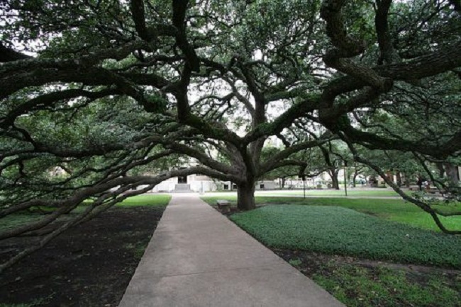 44. Đại học Texas A &amp; M:&nbsp;Với diện tích khoảng 2080 ha, đây là một trong những trường đại học rộng nhất nước Mỹ. Ngôi trường rất giàu truyền thống và thường xuyên tổ chức các hoạt động thi đấu thể thao, đặc biệt là bóng đá. Đây còn có thư viện nổi tiếng được cựu Tổng thống Hoa Kỳ George HW Bush yêu thích.