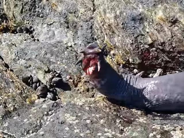 Video: Loài thủy quái đáng sợ chuyên 