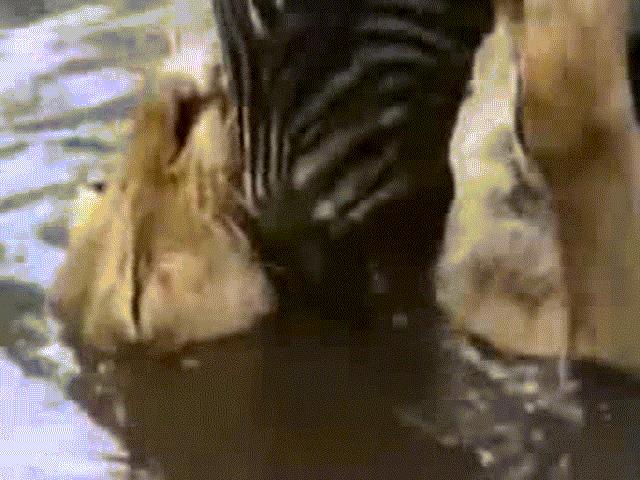 Ngựa vằn cực khỏe dìm sư tử ngạt thở trong trận tử chiến
